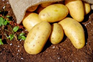 Manfaat kentang untuk kesehatan Tubuh